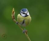 Blue Tit 8R85D-01